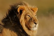 LION logo