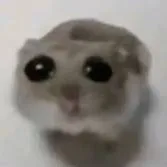 HAMSTER logo