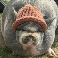 PigWifHat logo