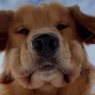 Doggy logo