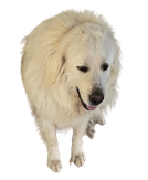 GOODBOY logo