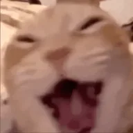 $LMEOW logo