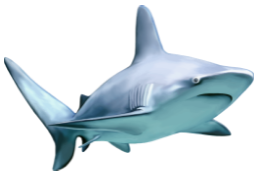 SHARK logo