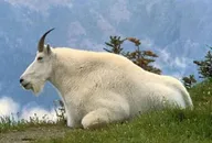 MGOAT logo