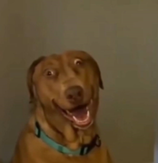 doo logo