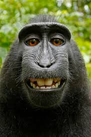 PPMONKE logo