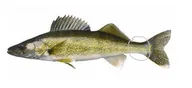 FISH logo