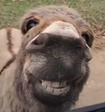 DONK logo