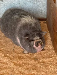 GOODPIG logo