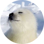 SEAL logo