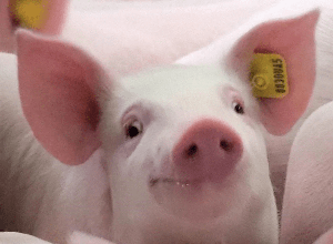SWINE logo