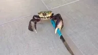 CRAB logo