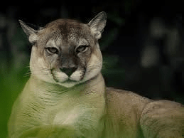 PUMA logo