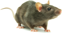 JERRY logo