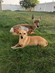 DOGNDEER logo