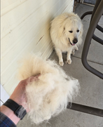 Shedding logo
