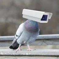 PIGEON logo