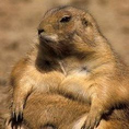 SQUEAK logo