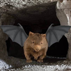 WOMBAT logo