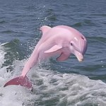 Pink logo