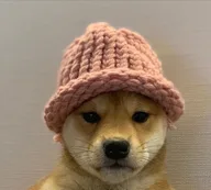 Dog Wif Hat on Cardano logo