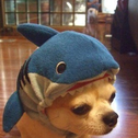 Shark logo