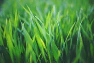 GRASS logo