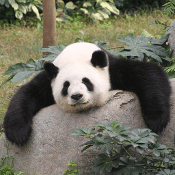 FATPANDA logo