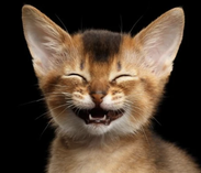 Happy logo