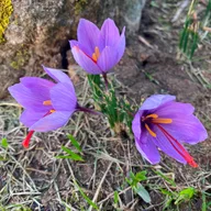 SAFFRON logo