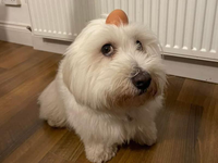 DOGEGG logo