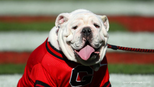 DAWG logo