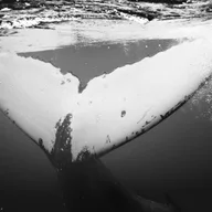 Beneath the Surface